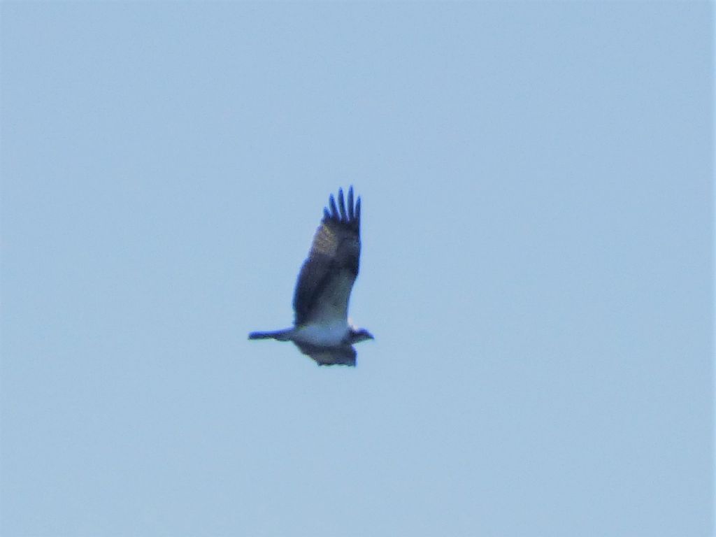 Falco pescatore (Pandion haliaetus)